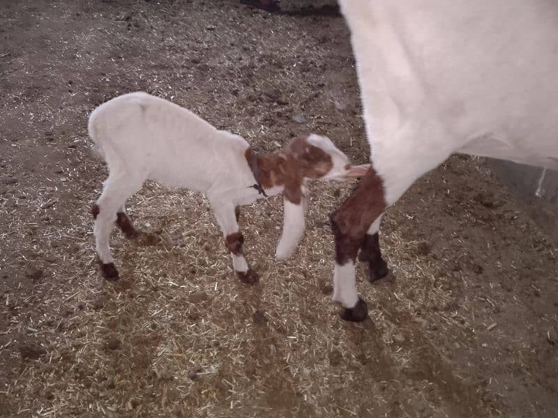 urgent sale Ablak bakri with baby for sale 2