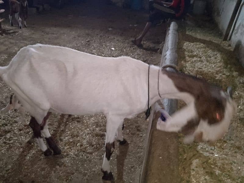 urgent sale Ablak bakri with baby for sale 4