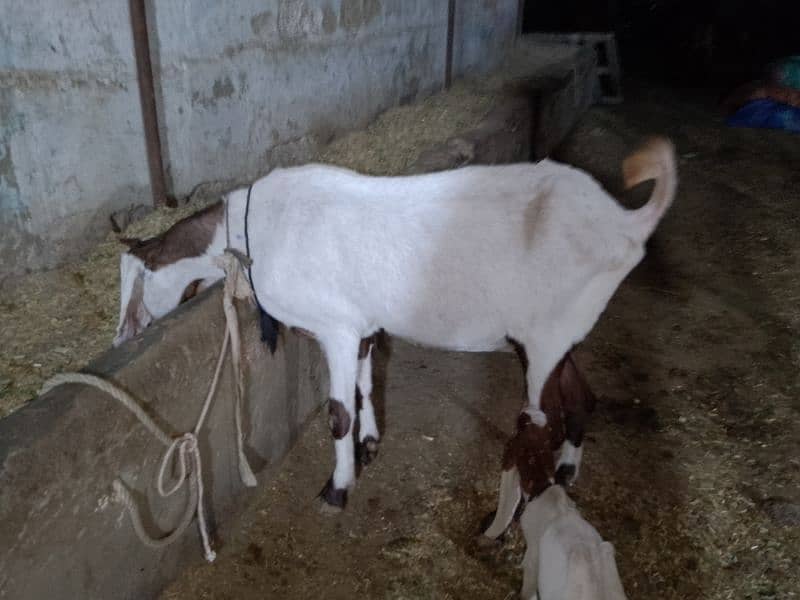 urgent sale Ablak bakri with baby for sale 5