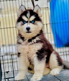 Siberian Husky Male Puppy