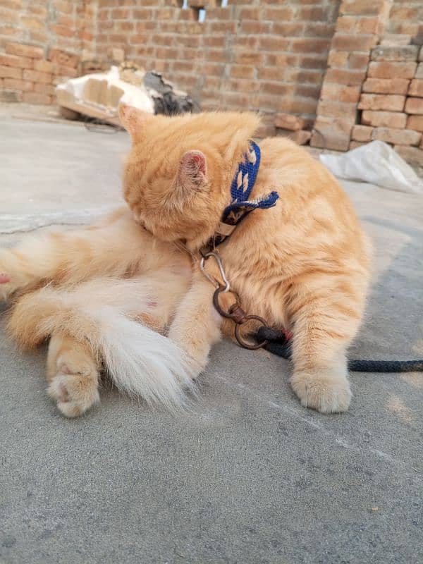 well trained persian cat double coated 2