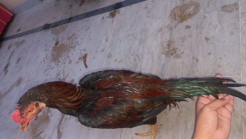 Aseel Murga ,Murgi egg laying,ore 1 path for sale 5