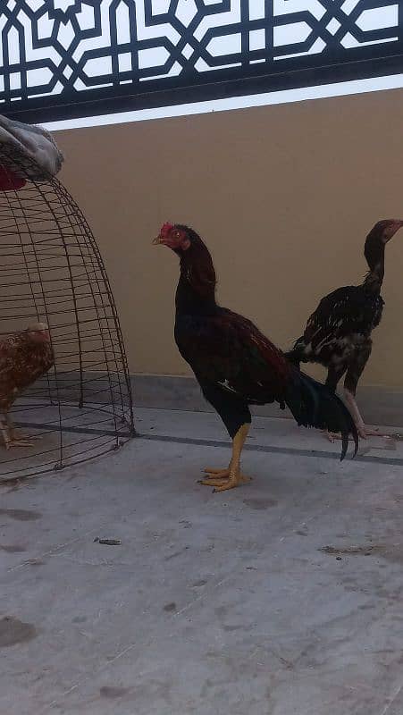 Aseel Murga ,Murgi egg laying,ore 1 path for sale 9