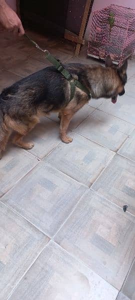 German Shepherd male| stock Coat | Dog For Sale | GSD 2