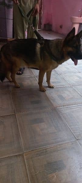 German Shepherd male| stock Coat | Dog For Sale | GSD 5