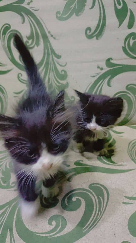 persian kittens 2