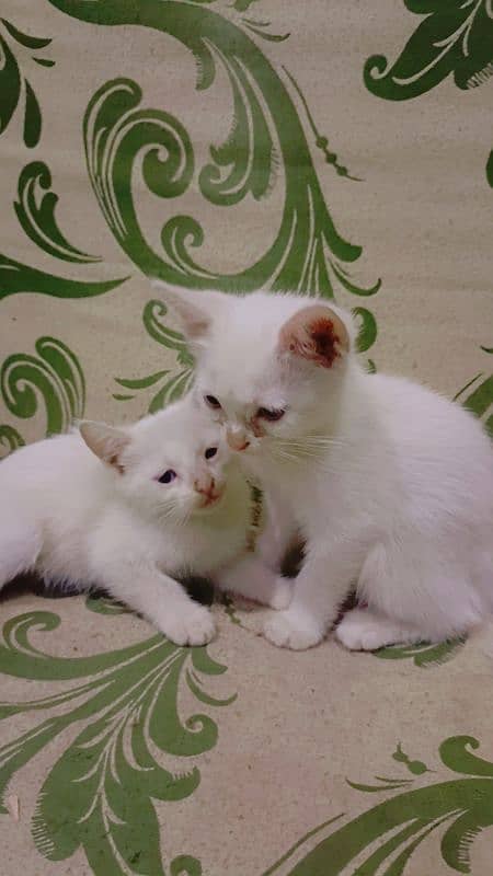 persian kittens 3