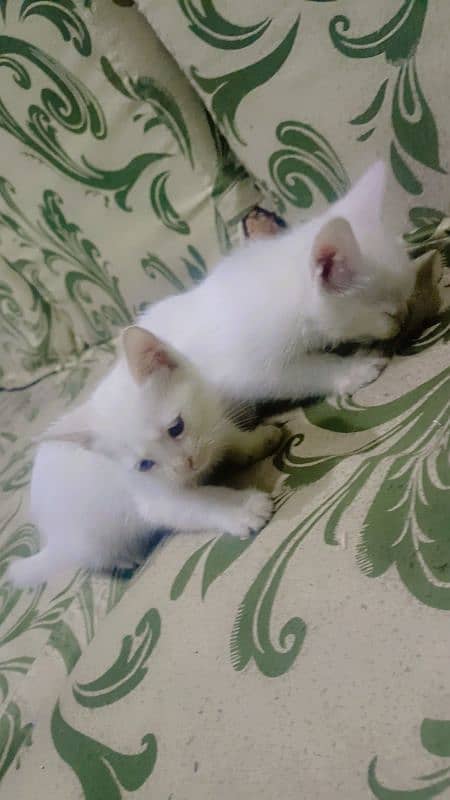 persian kittens 5