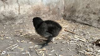 ayam cemani gray toung fresh and healthy eggs and chicks are Avaliable