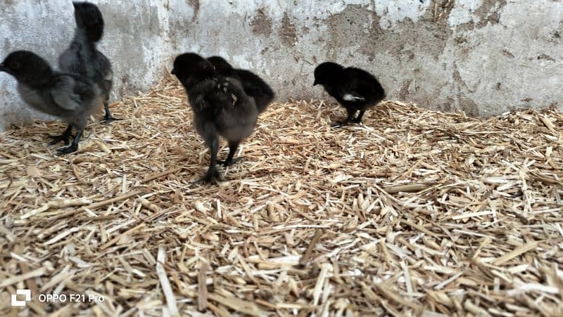 ayam cemani gray toung fresh and healthy eggs and chicks are Avaliable 1