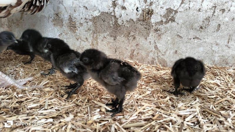 ayam cemani gray toung fresh and healthy eggs and chicks are Avaliable 2