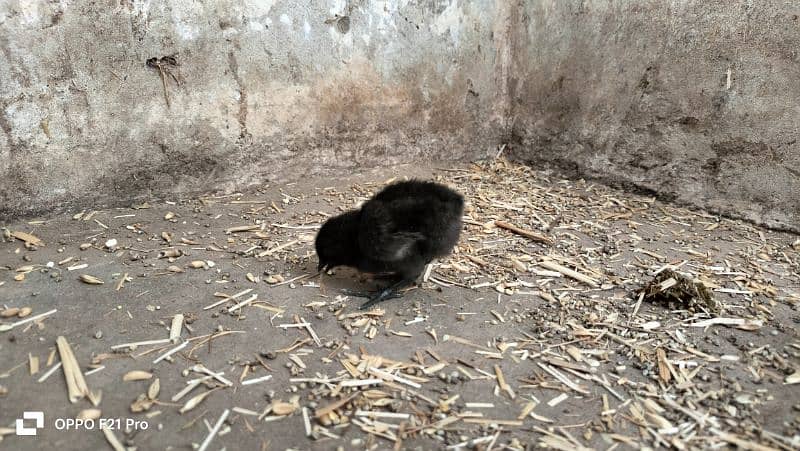 ayam cemani gray toung fresh and healthy eggs and chicks are Avaliable 4