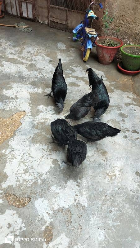 ayam cemani gray toung fresh and healthy eggs and chicks are Avaliable 5