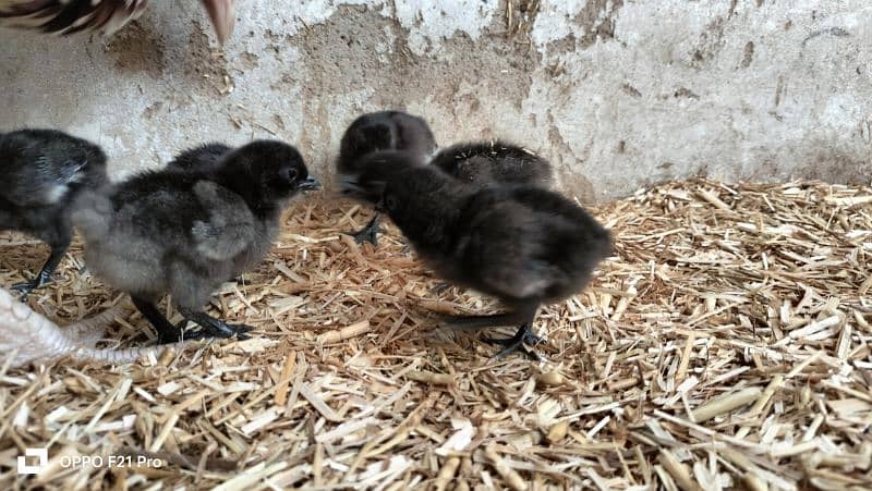 ayam cemani gray toung fresh and healthy eggs and chicks are Avaliable 6