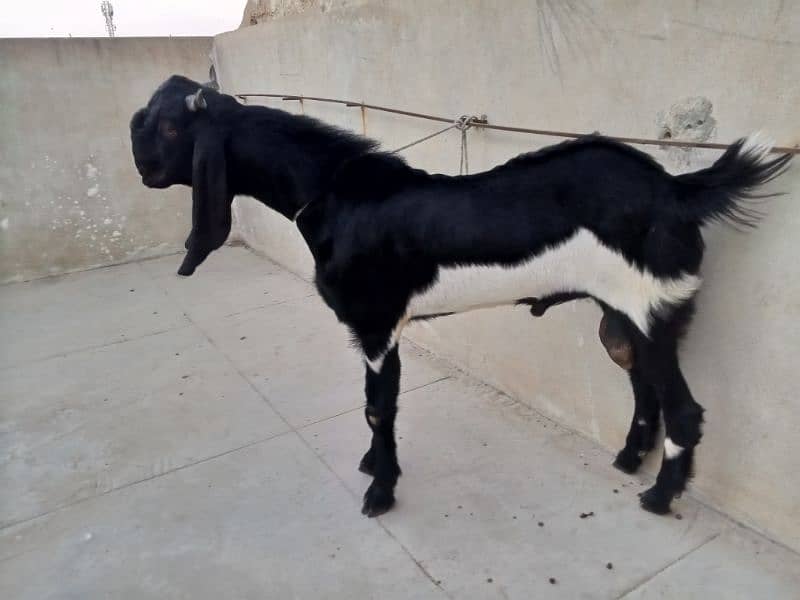 Beautiful breeder black and white 8