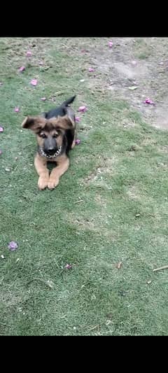 GSD puppy for sale German shepherd double coat