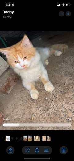 Persian cat for sale urgently