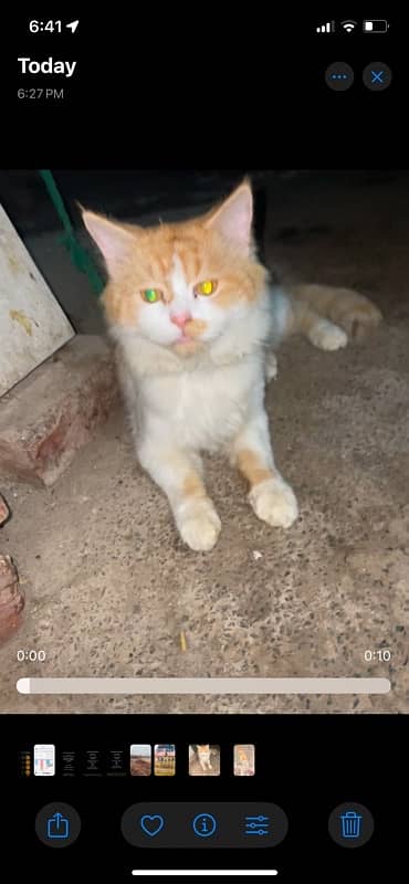 Persian cat for sale urgently 1