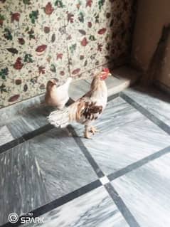 hens for sell