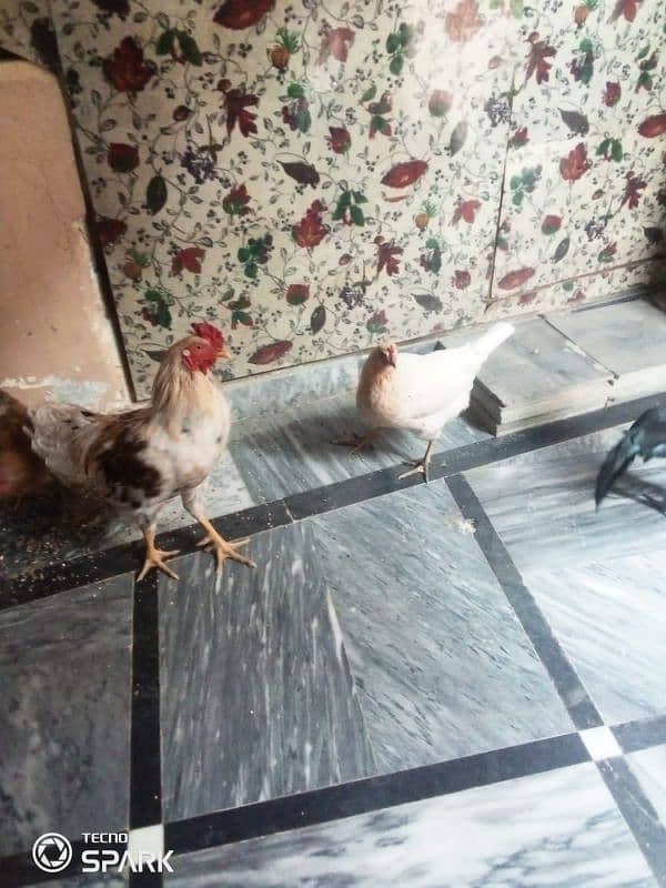 hens for sell 2