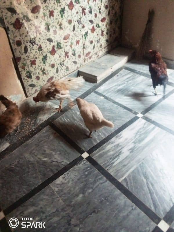 hens for sell 3