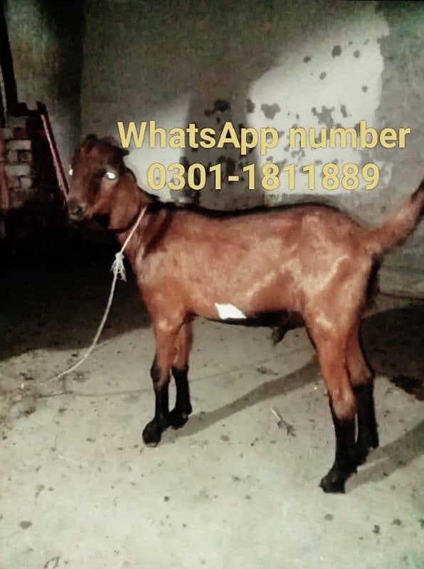 bakra 0