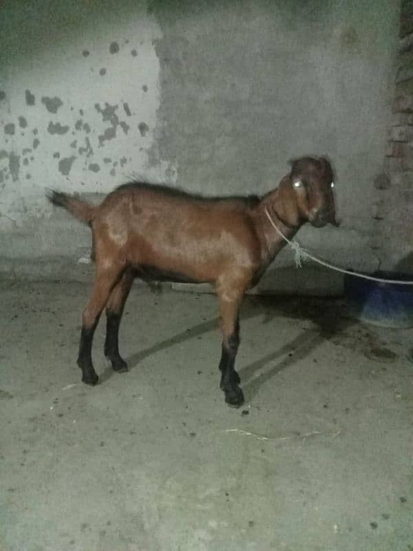 bakra 5