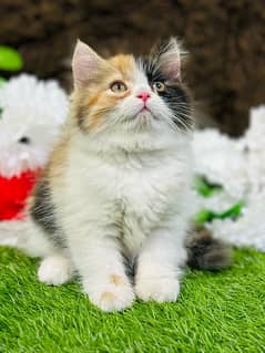 Persian Kitten available now