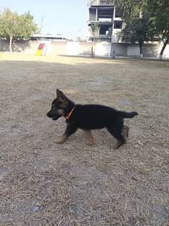 2 months old puppy