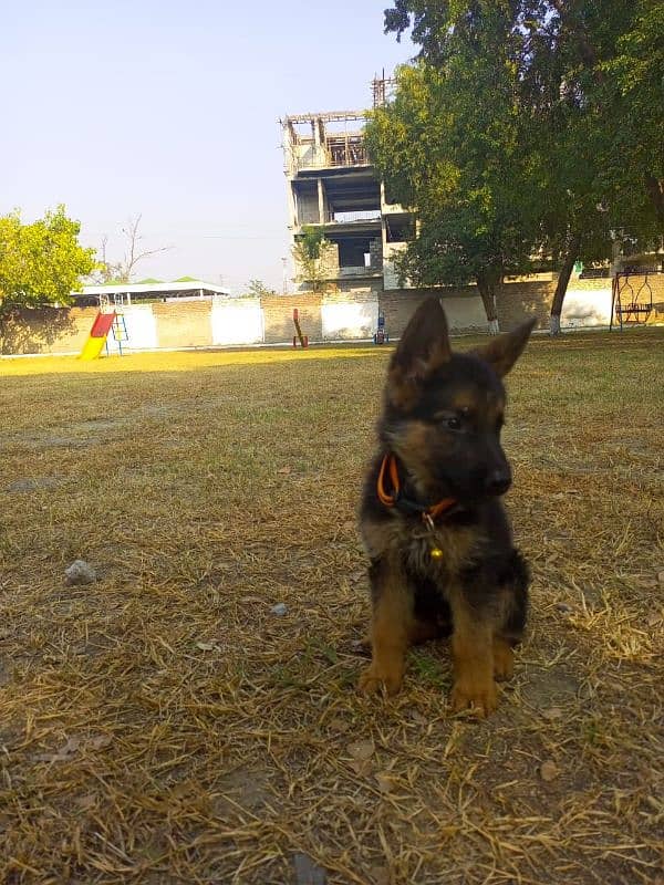 2 months old puppy 3