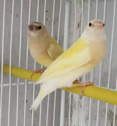 Lutino and Common Gouldian Phattay