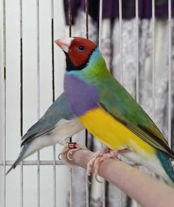 Lutino and Common Gouldian Phattay 3