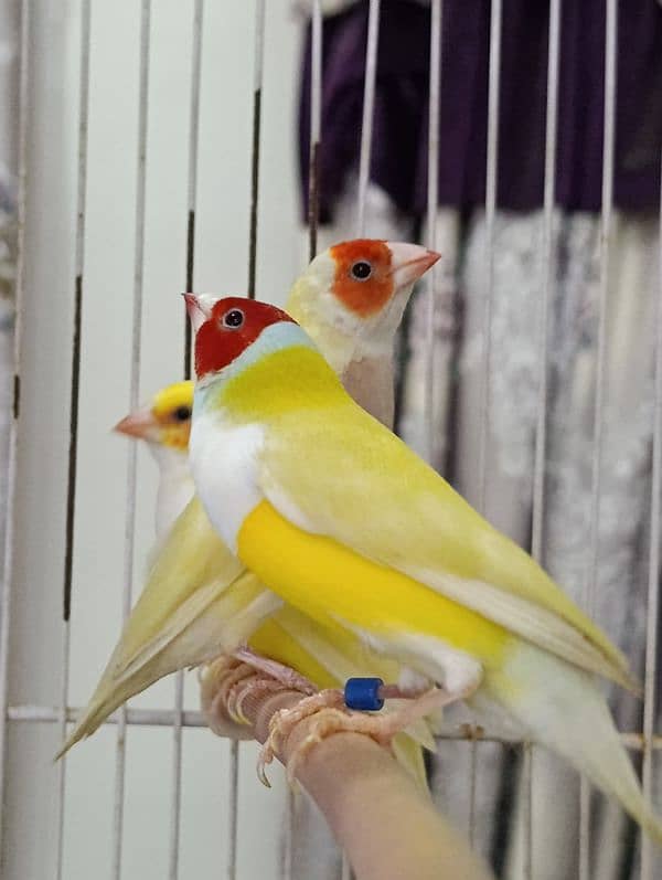 Lutino and Common Gouldian Phattay 4