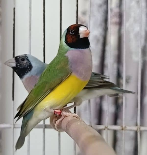 Lutino and Common Gouldian Phattay 5