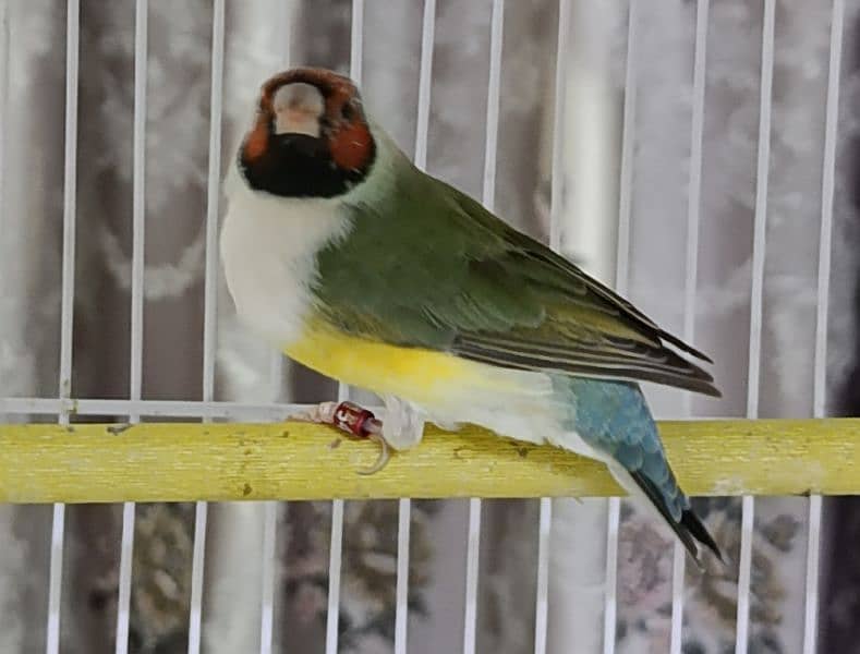 Lutino and Common Gouldian Phattay 6