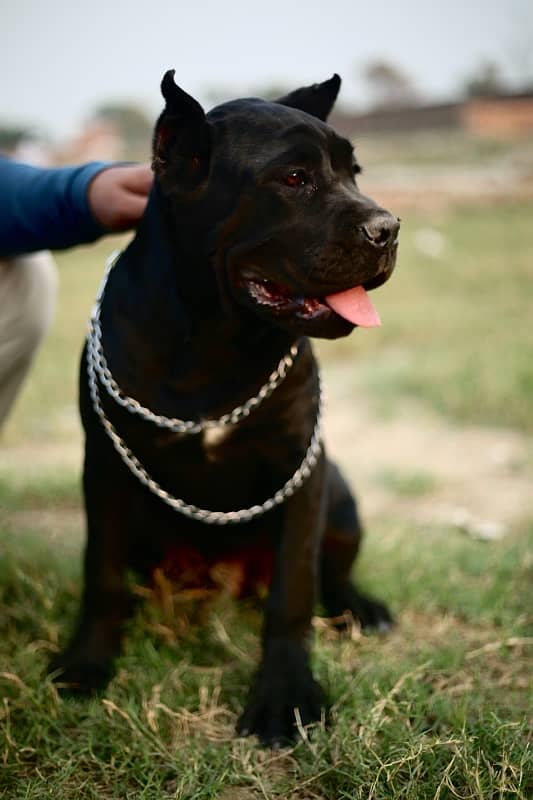 Cane Corso Imported Female Puppy 0