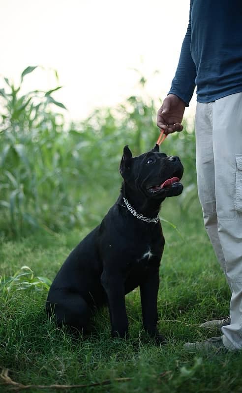 Cane Corso Imported Female Puppy 1