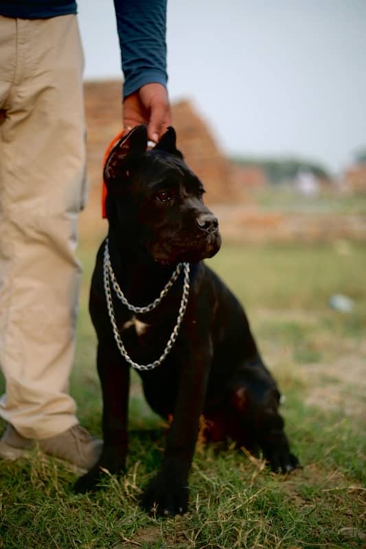 Cane Corso Imported Female Puppy 3