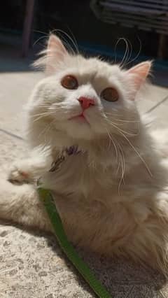 Pure Persian. White coated Feline Male Cat.  Vaccinated