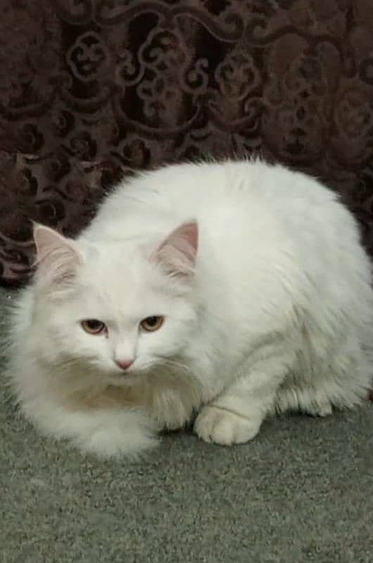 Pure Persian. White coated Feline Male Cat.  Vaccinated 1