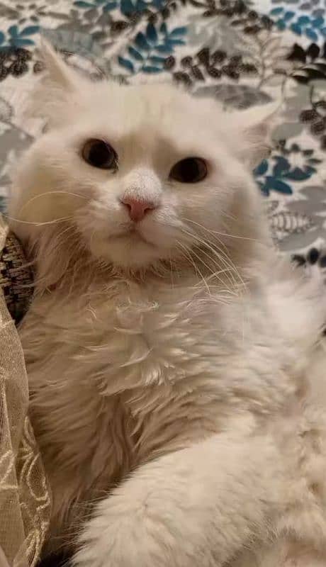 Pure Persian. White coated Feline Male Cat.  Vaccinated 2