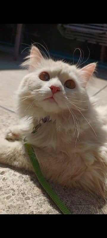 Pure Persian. White coated Feline Male Cat.  Vaccinated 3