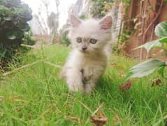 blue eyed persian kitten white and grey long coat