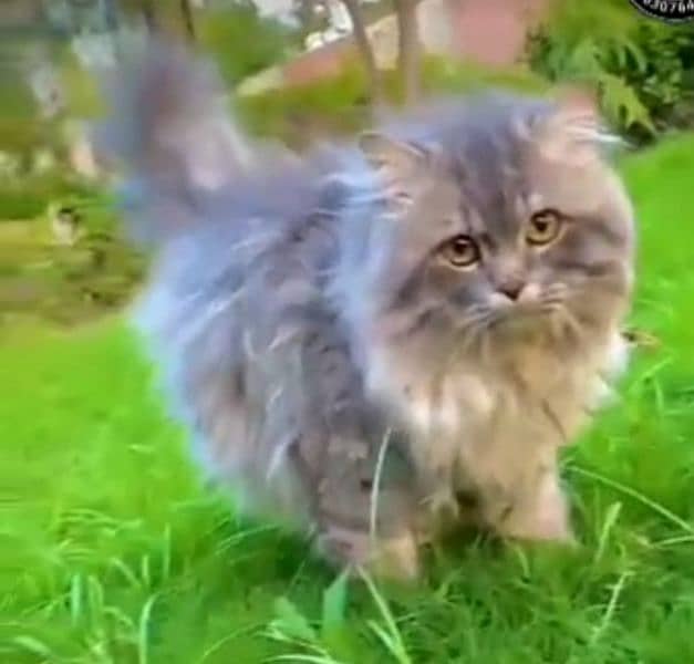 Persian cat Male for sale Triple coat stud male 0