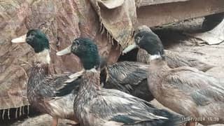 Dasi Duck  Male vacationed