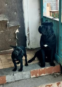 Cane  Corso Imported Female Puppy