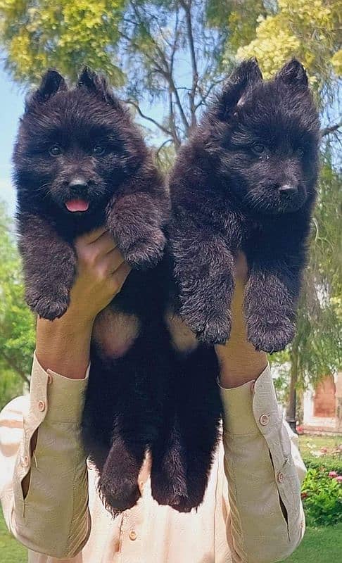 topline show class quality black gsd long coat Pair for sale 0