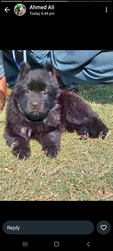 topline show class quality black gsd long coat Pair for sale 2