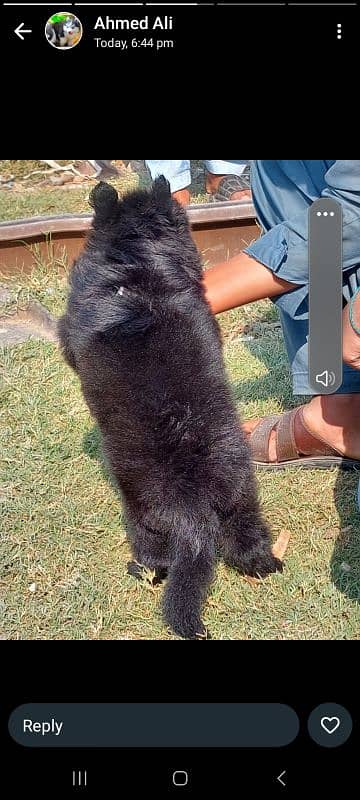 topline show class quality black gsd long coat Pair for sale 3