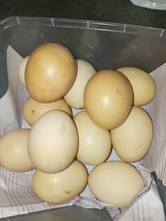 Australorp and RIR egg (03224535024)